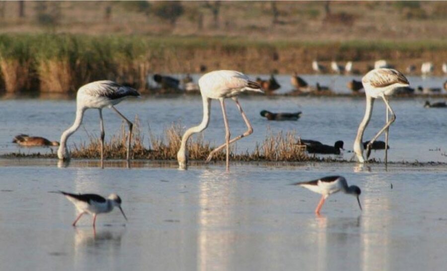 Faro: Ria Formosa Guided Sunset Tour by Catamaran - Why This 1-Hour Sunset Cruise Works So Well