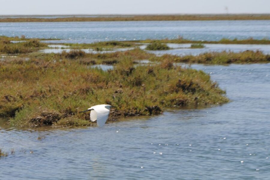 Faro: Ria Formosa Lagoon Small Boat Tour with Local Guide - The first stretch out of Faro: marsh, channel, and bird-spotting focus