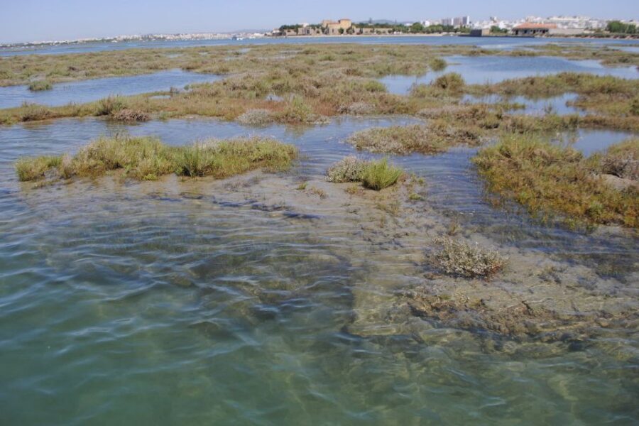 Faro: Ria Formosa Lagoon Small Boat Tour with Local Guide - Comfort and the small-group feel: what matters in real life