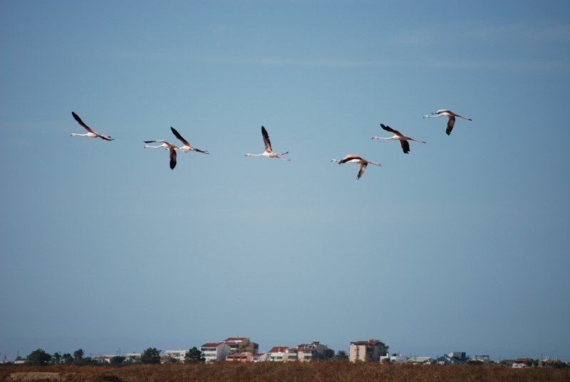 Faro: Ria Formosa Natural Park Segway Tour & Birdwatching - Faro to Rio Formosa: why this Segway format works