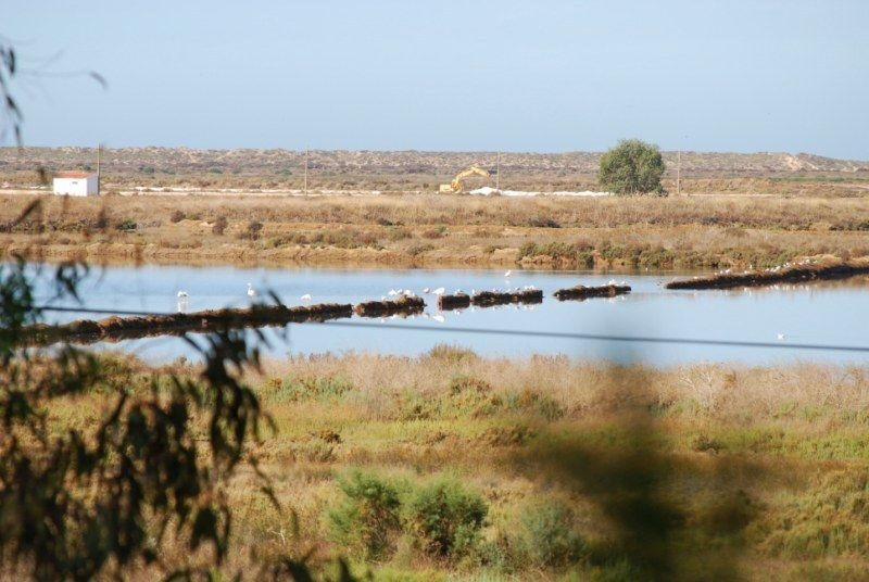Faro: Ria Formosa Natural Park Segway Tour & Birdwatching - Ludo Nature Reserve birdwatching: what makes it special