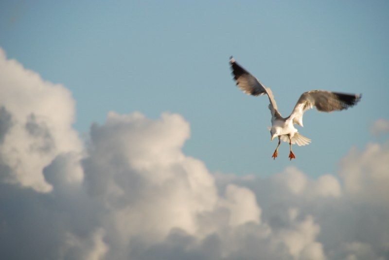 Faro: Ria Formosa Natural Park Segway Tour & Birdwatching - Riding the park trails: plant life, animals, and frequent stops