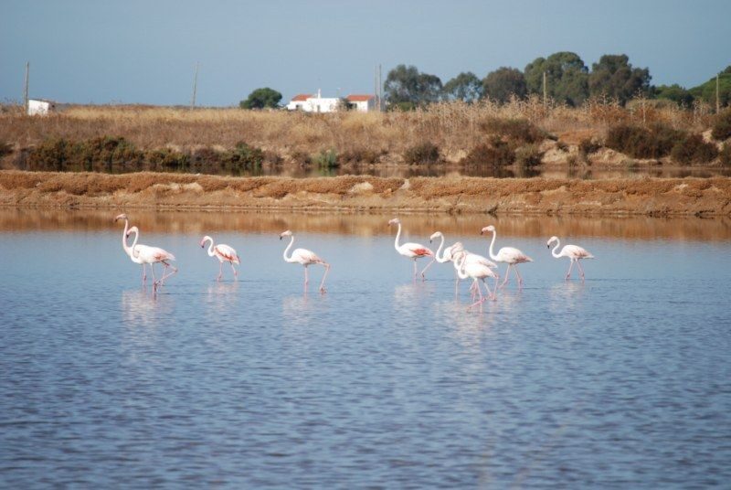 Faro: Ria Formosa Natural Park Segway Tour & Birdwatching - Who should book this Faro Segway and birdwatching tour