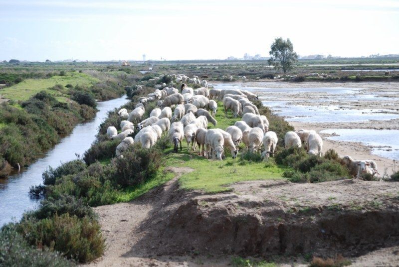 Faro: Ria Formosa Natural Park Segway Tour & Birdwatching - The Segway lesson: how you get comfortable fast