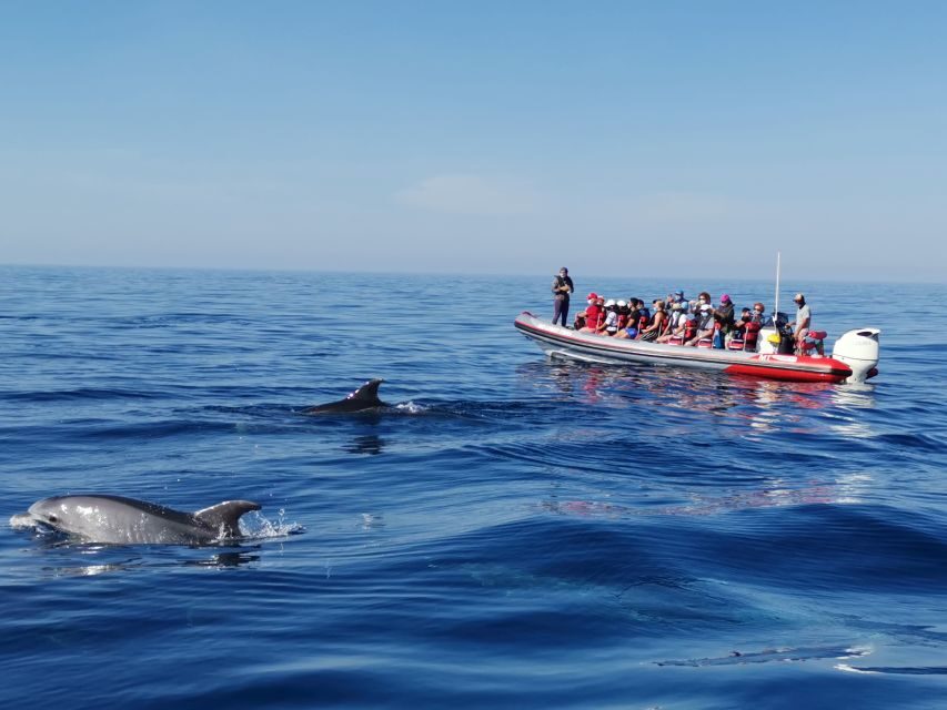 From Albufeira: Benagil Caves and Dolphins Guided Boat Tour - Albufeira check-in: getting on the water smoothly