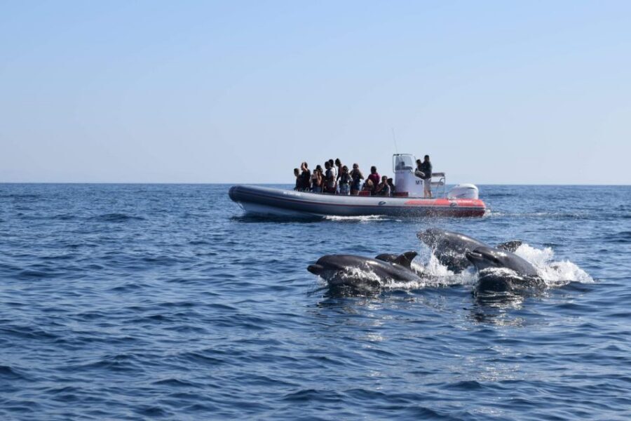 From Albufeira: Benagil Caves and Dolphins Guided Boat Tour - Inside Benagil-area sea caves: why the boat size helps