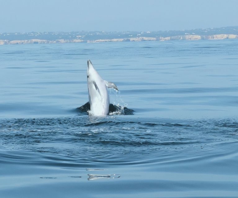 From Albufeira: Benagil Caves and Dolphins Guided Boat Tour - Price and value: why $35 can be a good deal here