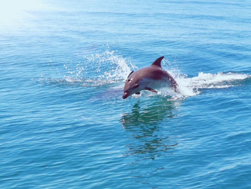 From Albufeira: Benagil Caves and Dolphins Guided Boat Tour - Who should book this Benagil Caves and Dolphins tour