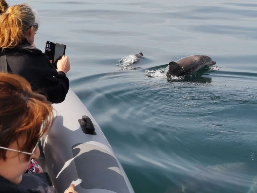 From Albufeira: Benagil Caves and Dolphins Guided Boat Tour - Should you book it