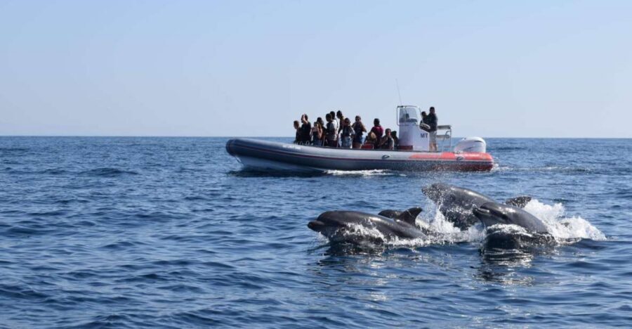 From Albufeira: Benagil Caves and Dolphins Guided Boat Tour - The Albufeira-to-Benagil cruise: cliffs, caves, and stop-and-look moments