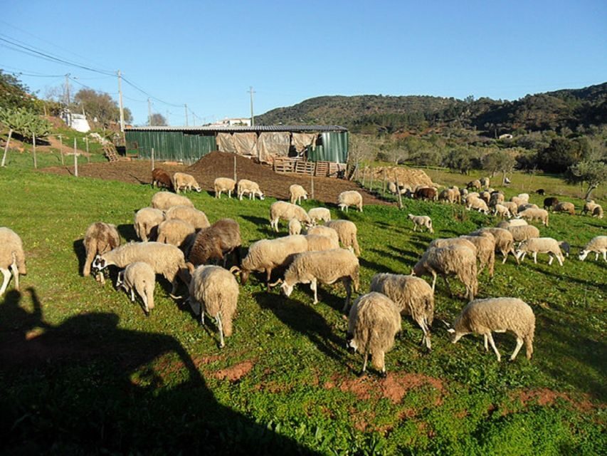 From Albufeira: Half-Day Algarve Jeep Safari - Medronho at the old distillery: the tasting moment to remember