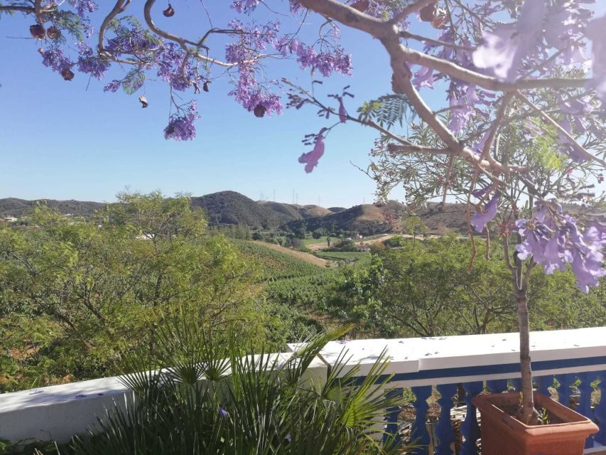 From Albufeira: Wine Tasting & Historic Silves Tour - Cork forests, orange groves, and the hidden-landscape stops