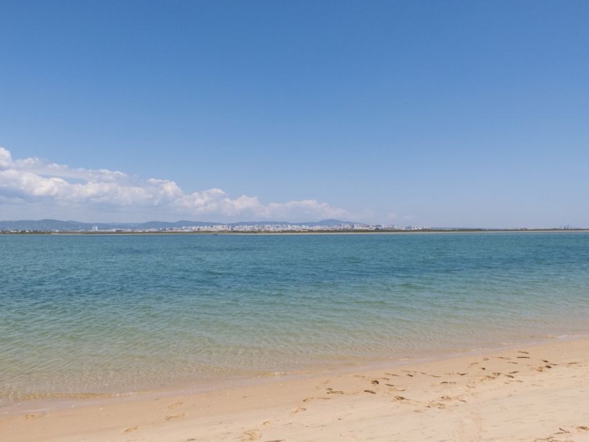 From Faro: 2-Hour Guided Bird Watching Boat Trip - What makes this bird trip worth your time