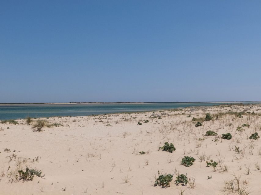 From Faro: 2-Hour Guided Bird Watching Boat Trip - Price, timing, and schedule reality