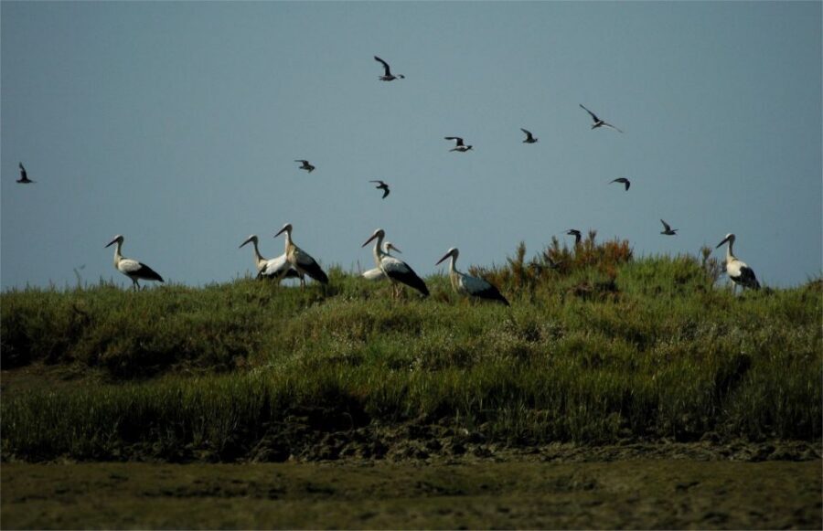 From Faro: 2-Hour Guided Bird Watching Boat Trip - Ria Formosa: why this bird watching beats a casual walk