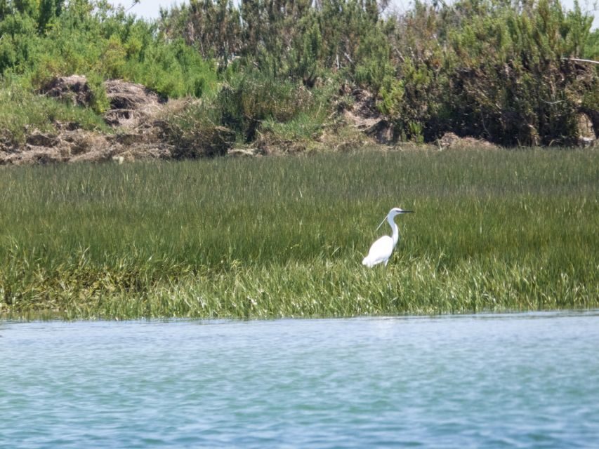 From Faro: 2-Hour Guided Bird Watching Boat Trip - Species spotting: what you should try to notice (and when)