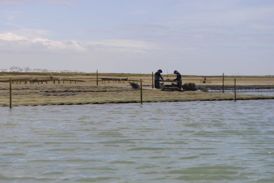 From Faro: 2-Hour Guided Bird Watching Boat Trip - Starting from Faro: where you meet and what to do first