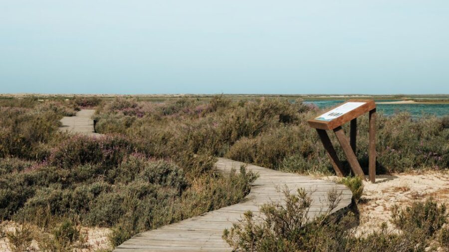 From Faro: Catamaran Boat Trip to Deserta Island with Stop - Return crossings from Ilha Deserta: your day, your timing