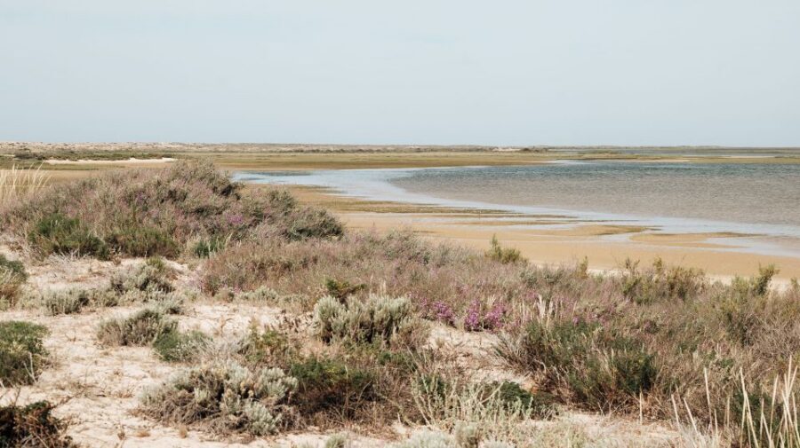 From Faro: Catamaran Boat Trip to Deserta Island with Stop - Price and value: why $11 can feel like a bargain