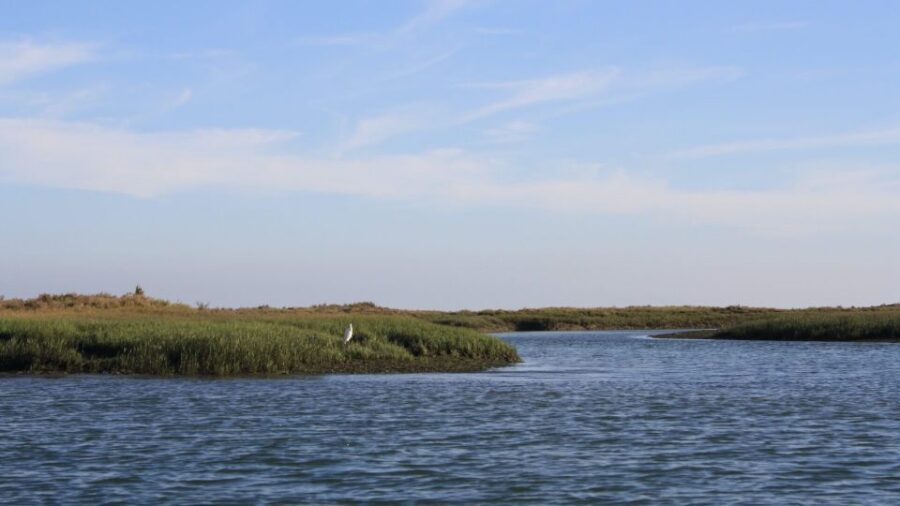 From Faro: Ria Formosa Sunset Boat Trip - Wildlife spotting that doesn’t feel like a chase