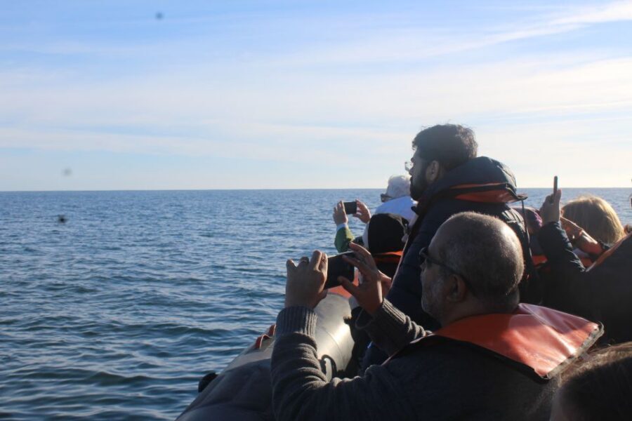 From Faro: Wildlife and Dolphin-Watching Speedboat Tour - Key things to know before you go