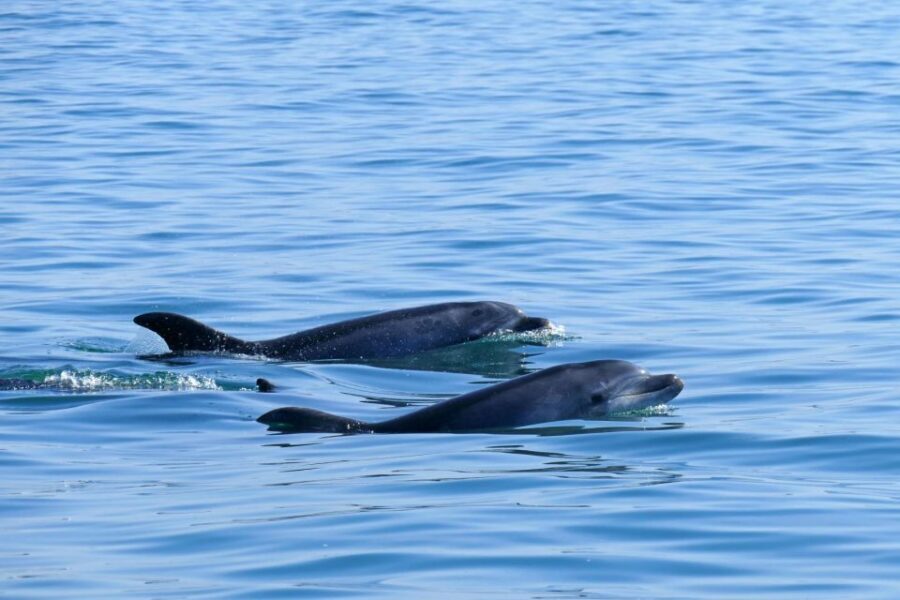 From Faro: Wildlife and Dolphin-Watching Speedboat Tour - Who this tour suits (and who should skip it)