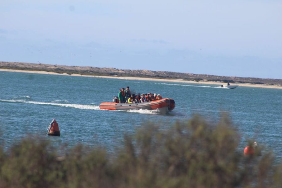 From Faro: Wildlife and Dolphin-Watching Speedboat Tour - Meeting up in Faro: Rua da Porta Nova and the Estrela da Ria Formosa stand
