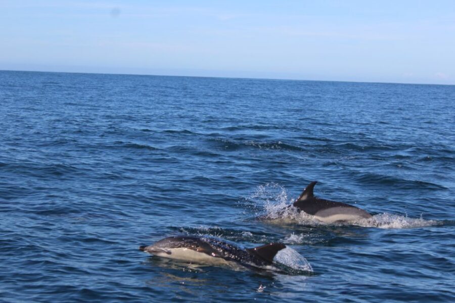 From Faro: Wildlife and Dolphin-Watching Speedboat Tour - Cruising the Ria Formosa Natural Park: channels, birds, and the “slow look” part