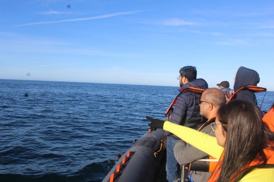 From Faro: Wildlife and Dolphin-Watching Speedboat Tour - Cape Santa Maria (St. Mary): where the Atlantic meets the Rio Formosa