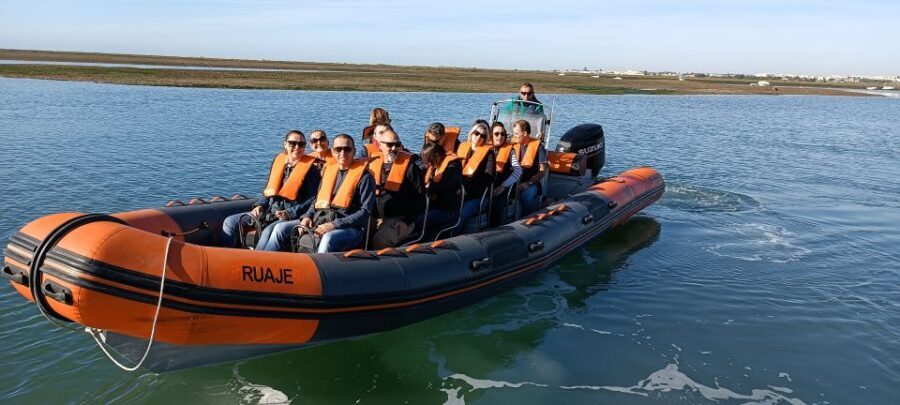 From Faro: Wildlife and Dolphin-Watching Speedboat Tour - Marine life beyond dolphins: birds, turtles, harmless sharks, and the occasional bonus
