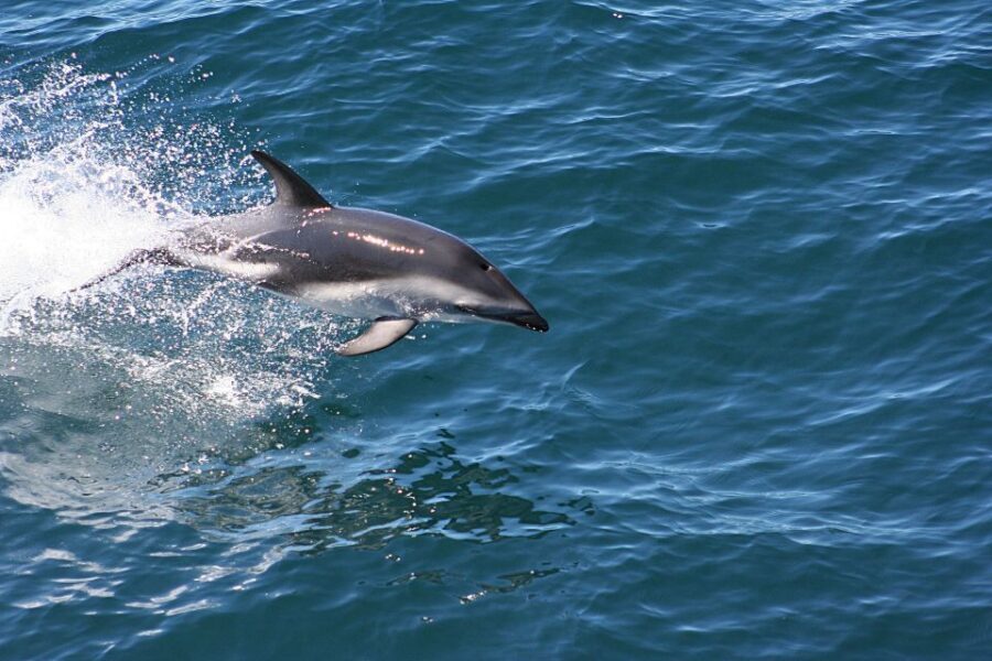From Faro: Wildlife and Dolphin-Watching Speedboat Tour - Going back toward Faro: changing tides, changing views