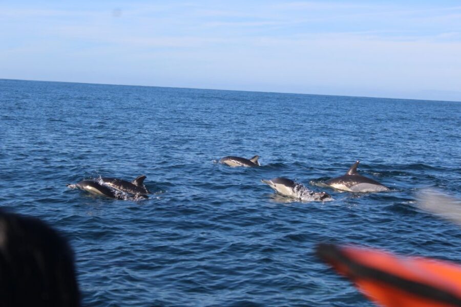 From Faro: Wildlife and Dolphin-Watching Speedboat Tour - Price and value: is $58 worth it?