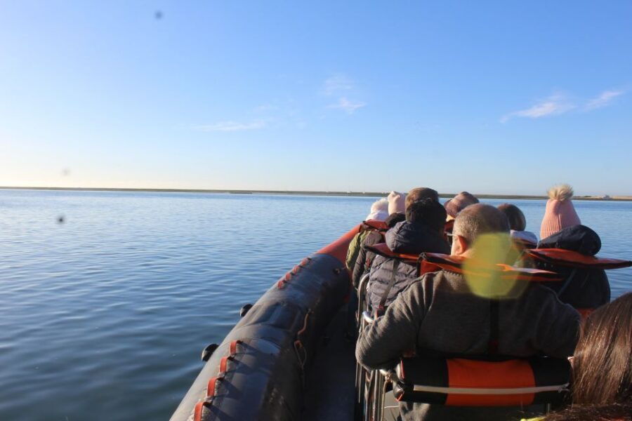From Faro: Wildlife and Dolphin-Watching Speedboat Tour - The speedboat ride: short, practical, and part of the fun