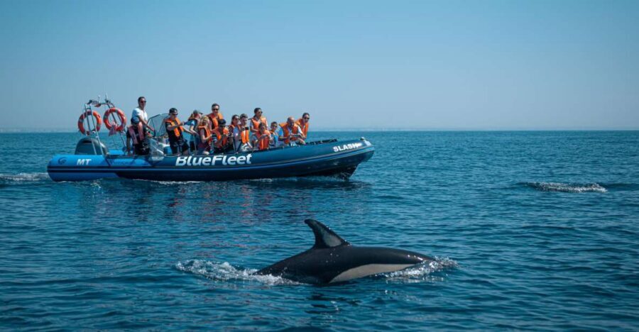 From Lagos: Dolphin Watching Boat Trip w/Marine Biologists - Key Things That Make This Dolphin Trip Worth Your Time