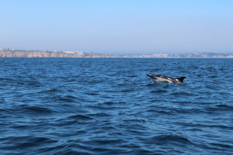 From Lagos: Dolphin Watching Boat Trip w/Marine Biologists - Price and Value: What You’re Really Paying For