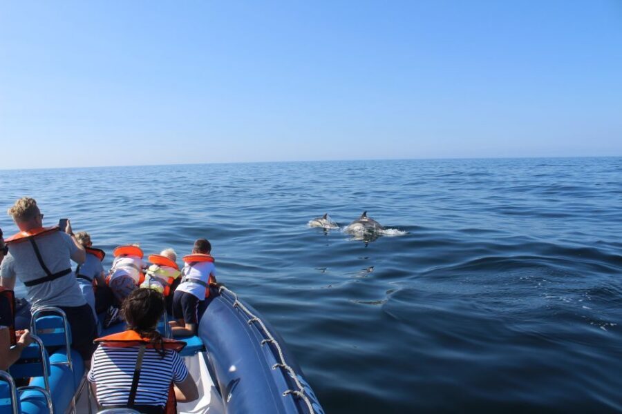 From Lagos: Dolphin Watching Boat Trip w/Marine Biologists - Lagos Dolphin Watching, Done the Practical Way