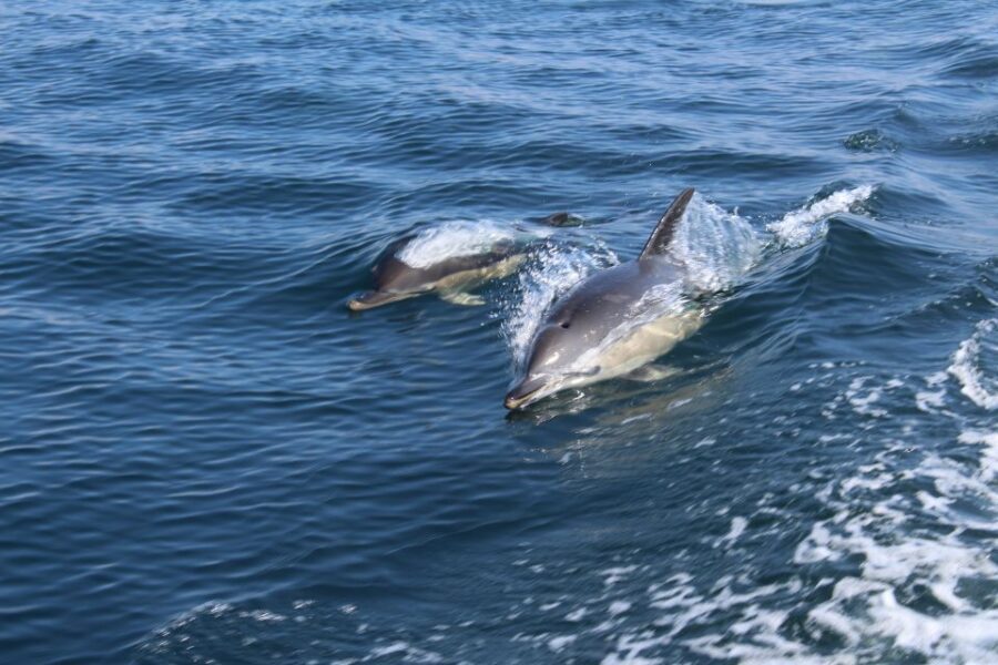From Lagos: Dolphin Watching Boat Trip w/Marine Biologists - The RIB Ride: Fast, Fun, and Sometimes a Little Wild