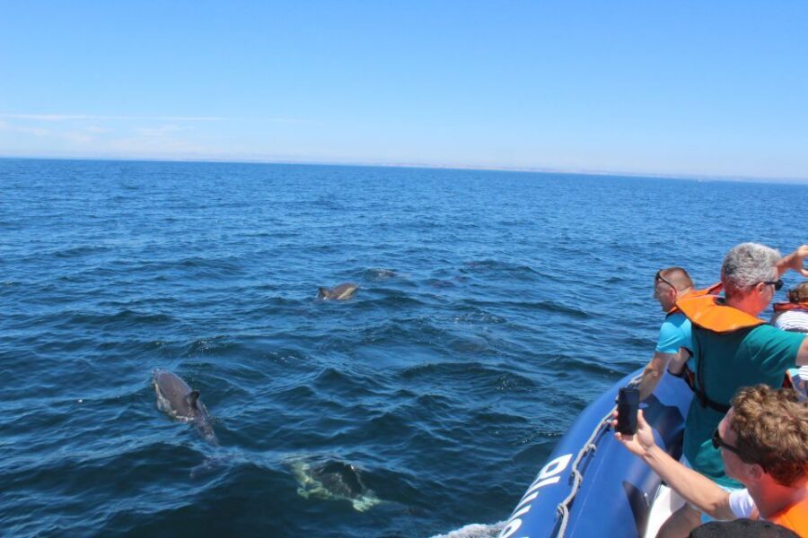 From Lagos: Dolphin Watching Boat Trip w/Marine Biologists - Searching for Wild Dolphins Off the Open Atlantic