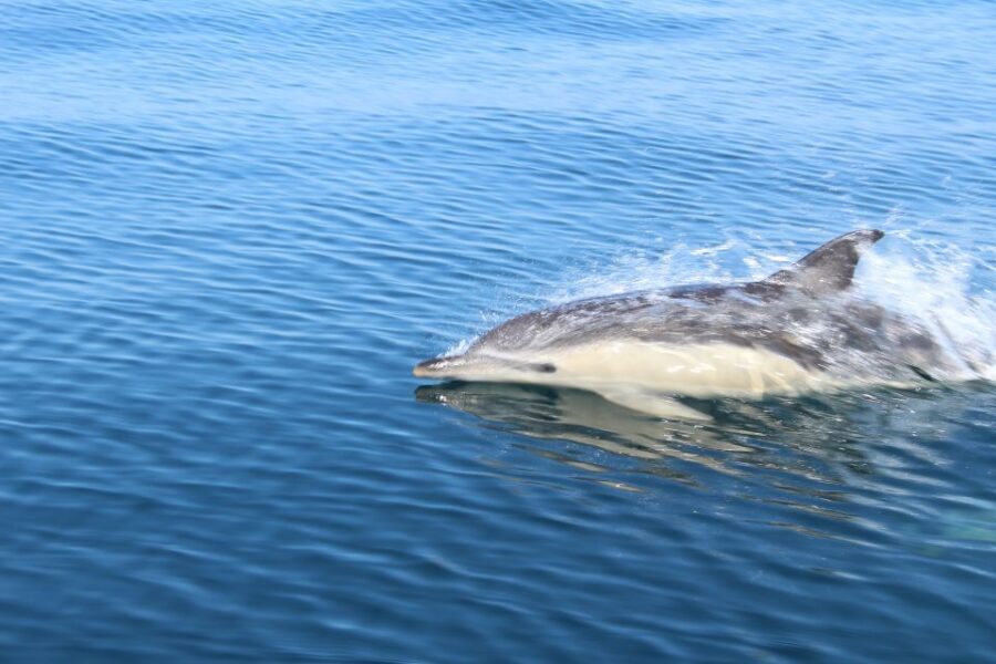From Lagos: Dolphin Watching Boat Trip w/Marine Biologists - If Dolphins Are Hard to Find: The Plan for a Day That Challenges You