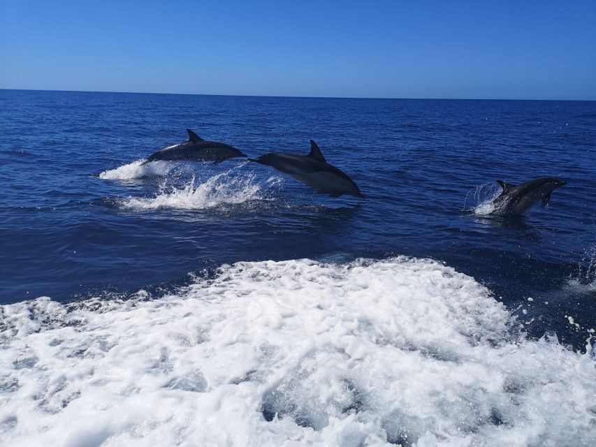 From Lagos: Dolphin Watching Boat Trip w/Marine Biologists - Who This Tour Suits Best (and Who Should Skip It)