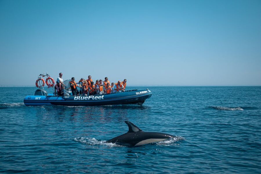 From Lagos: Dolphin Watching Boat Trip w/Marine Biologists - Meeting Point and Getting on the Boat (Without Wasting Time)