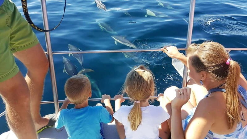 From Lagos: Dolphin Watching Catamaran Cruise - Key Highlights You’ll Feel Right Away