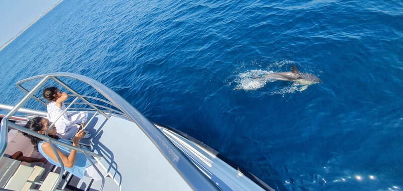From Lagos: Dolphin Watching Catamaran Cruise - Should You Book the Lagos Dolphin Watching Catamaran Cruise?