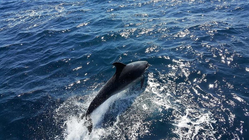From Lagos: Dolphin Watching Catamaran Cruise - Lagos Coastline Views: Why This Cruise Works Even Without a Perfect Wildlife Script