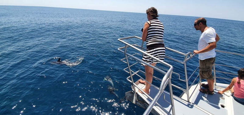 From Lagos: Dolphin Watching Catamaran Cruise - Comfort, Safety Gear, and Health Notes That Actually Matter