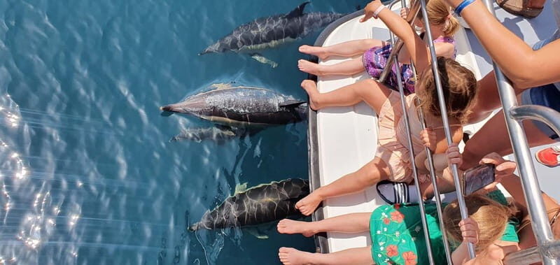 From Lagos: Dolphin Watching Catamaran Cruise - The 90-Minute Dolphin Search: What the Catamaran Does Best