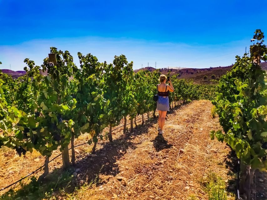 From Lagos: Small-Group 4-Hour Wine Tasting Tour - Tapas with the wines: cheese, sausages, and simple pairing