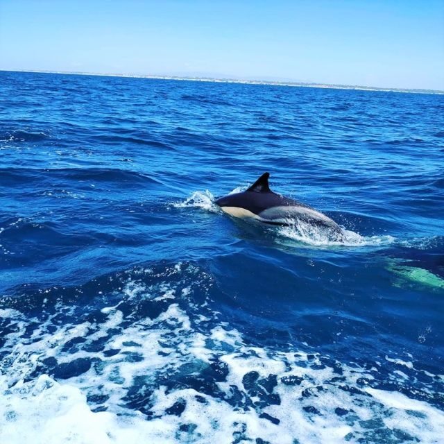 From Vilamoura: 2.5-Hour Benagil Cave and Dolphins Boat Tour - Vilamoura Marina: What the Start Feels Like (and What to Bring)