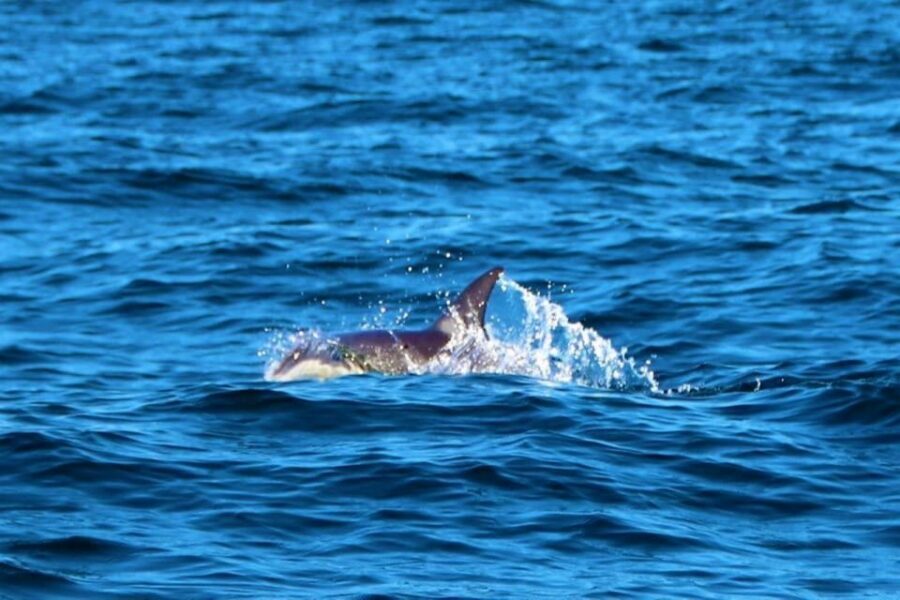 From Vilamoura: 2.5-Hour Benagil Cave and Dolphins Boat Tour - Best Time to Go (and Who Will Enjoy This Most)