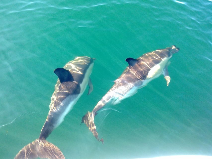 Fuzeta: Dolphin Observation Tour - Quick take: how this tour usually goes